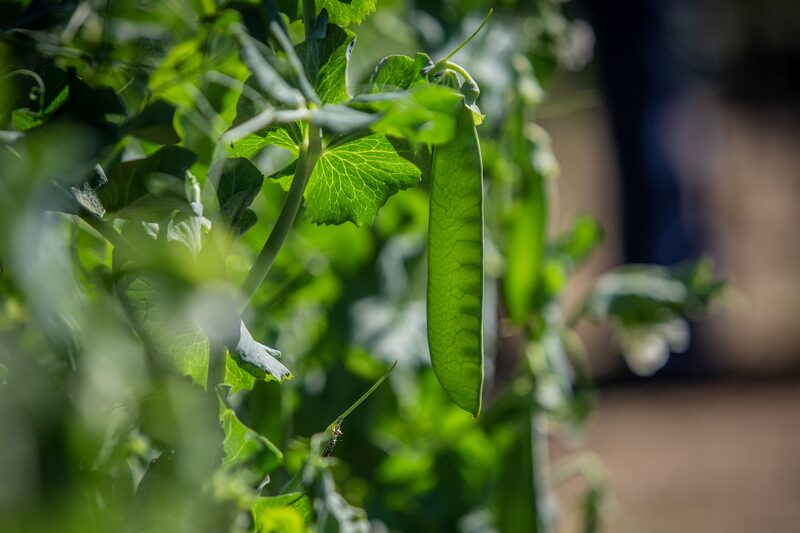A pea pod hangs from a plant in a field. Photographer: Angel Garcia/Bloomberg A pea pod hangs from a plant in a field. Photographer: Angel Garcia/Bloomberg