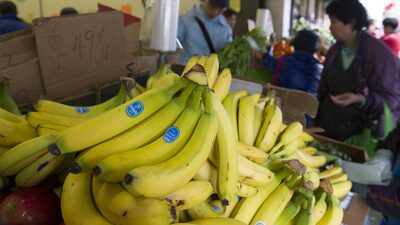 Chiquita despide a sus últimos empleados en Panamá, pese a diálogos con el Gobierno Chiquita despide a sus últimos empleados en Panamá, pese a diálogos con el Gobierno