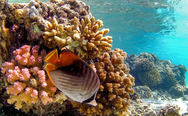 Um recife de coral ao longo da costa do Mar Vermelho no Egito. Fotógrafo: Khaled Desouki/AFP/Getty Images Um recife de coral ao longo da costa do Mar Vermelho no Egito. Fotógrafo: Khaled Desouki/AFP/Getty Images
