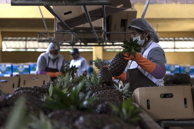 En la foto, trabajadores seleccionan y empacan piñas en la planta procesadora Gualberto Villarroel en Entre Ríos, departamento de Cochabamba, Bolivia. En la foto, trabajadores seleccionan y empacan piñas en la planta procesadora Gualberto Villarroel en Entre Ríos, departamento de Cochabamba, Bolivia.