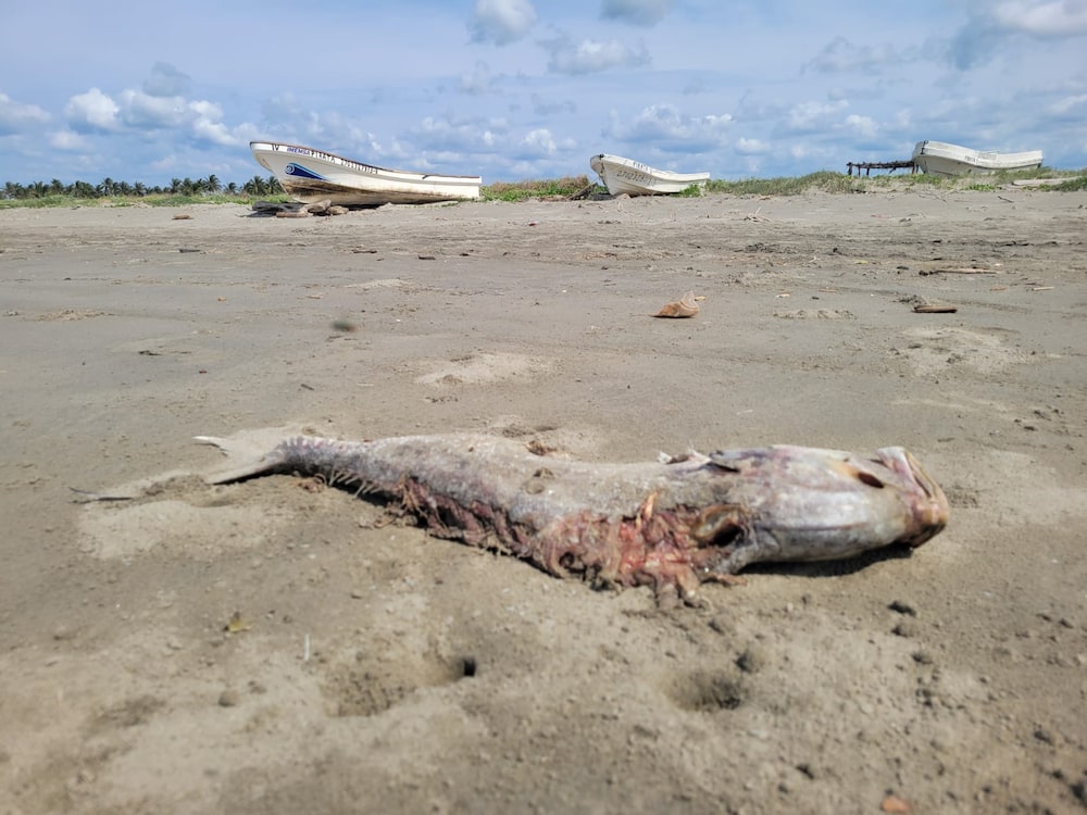 Cortesía: Red Corredor Arrecifal del Golfo de México 6 Cortesía: Red Corredor Arrecifal del Golfo de México 6