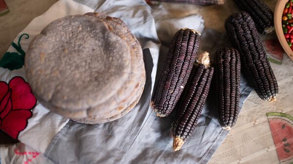 Se avecina una crisis del maíz en México Se avecina una crisis del maíz en México