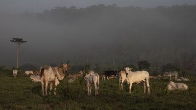 Sob pressão externa, governo avança em projeto para rastrear gado Sob pressão externa, governo avança em projeto para rastrear gado