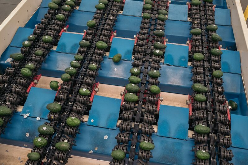 Nas fazendas, os agricultores de todo o estado já estimam as perdas em cerca de 1 bilhão de pesos (US$ 50 milhões) Nas fazendas, os agricultores de todo o estado já estimam as perdas em cerca de 1 bilhão de pesos (US$ 50 milhões)