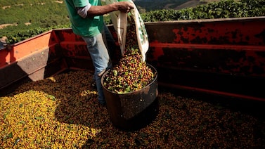 Como o Nescafé busca resgatar o interesse de novas gerações pelo campo brasileiro Como o Nescafé busca resgatar o interesse de novas gerações pelo campo brasileiro