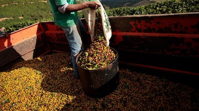 Como o Nescafé busca resgatar o interesse de novas gerações pelo campo brasileiro Como o Nescafé busca resgatar o interesse de novas gerações pelo campo brasileiro