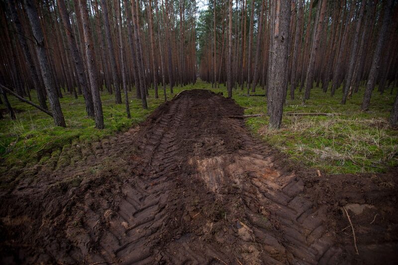 Bosque de Alemania Bosque de Alemania