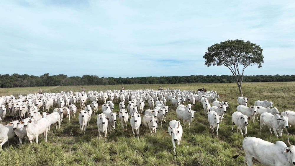Bois da JBJ Agropecuária também integram a área da JBJ Ranch em Nazário (GO) Bois da JBJ Agropecuária também integram a área da JBJ Ranch em Nazário (GO)