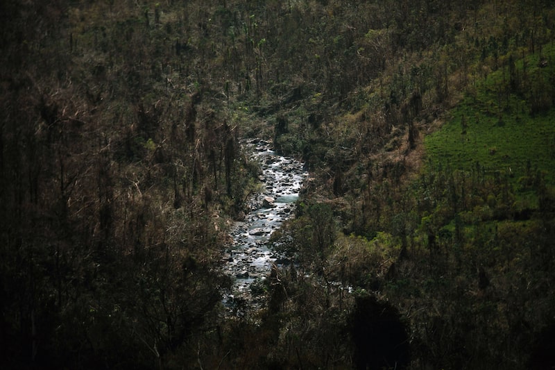 Un arroyo en el Bosque Nal. El Yunque en Puerto Rico Un arroyo en el Bosque Nal. El Yunque en Puerto Rico
