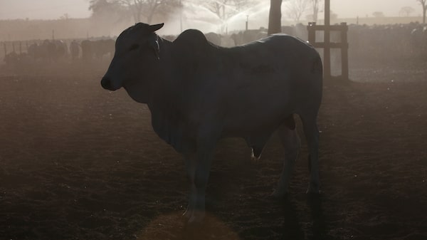 Minerva vê falta de gado e guerra pressionarem margens de lucro dos frigoríficos Minerva vê falta de gado e guerra pressionarem margens de lucro dos frigoríficos