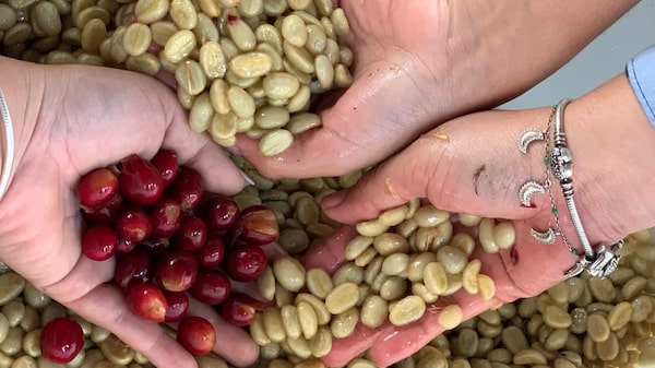 Variedades de café de Centroamérica se cotizan arriba de US$ 100 la libra Variedades de café de Centroamérica se cotizan arriba de US$ 100 la libra