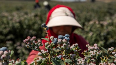 El Niño amenaza los arándanos de Perú y podría disparar los precios en todo el mundo El Niño amenaza los arándanos de Perú y podría disparar los precios en todo el mundo