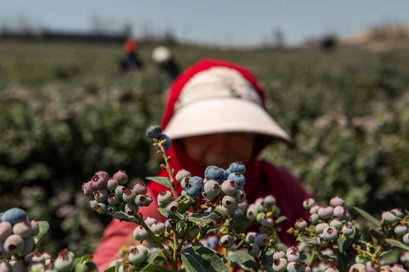 Un trabajador cosecha arándanos en una granja cerca de Huacho, Valle de Huaura, Perú. Fotógrafo: Marco Garro/Bloomberg. Un trabajador cosecha arándanos en una granja cerca de Huacho, Valle de Huaura, Perú. Fotógrafo: Marco Garro/Bloomberg.