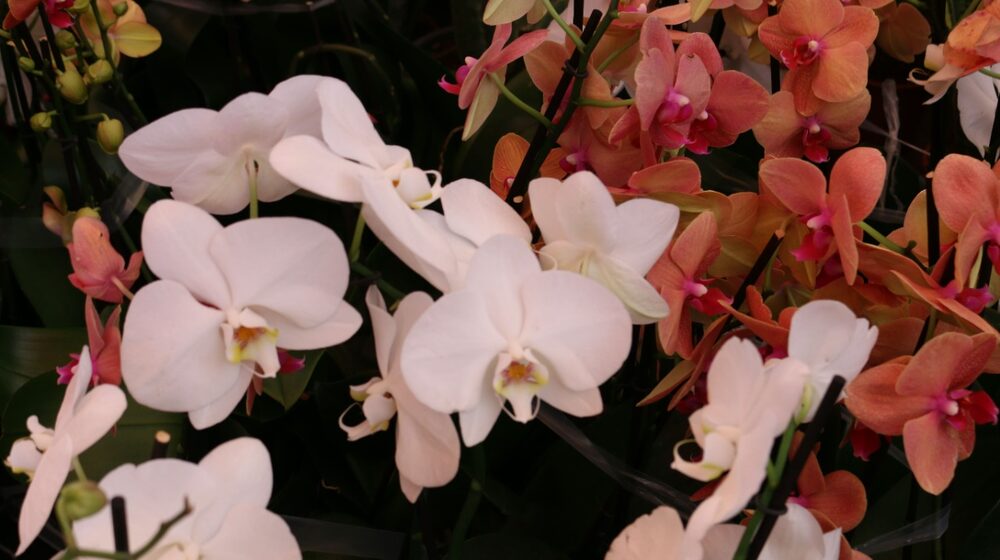 Guatemala boasts a wide variety of flowers such as orchids, and which are in demand abroad. Guatemala boasts a wide variety of flowers such as orchids, and which are in demand abroad.