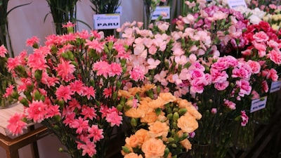 Guatemala’s Plant Exports Bloom Despite Rising Costs Guatemala’s Plant Exports Bloom Despite Rising Costs