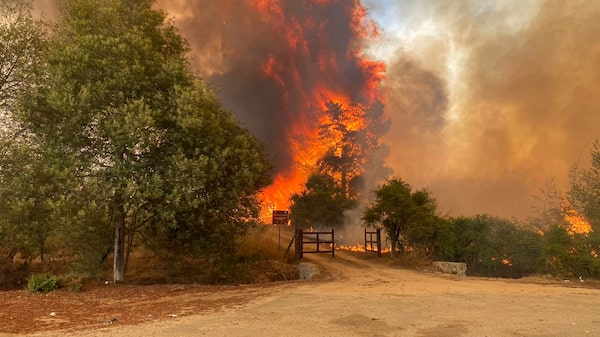 ¿Dónde están ardiendo los incendios forestales en Chile y cuál es su impacto? ¿Dónde están ardiendo los incendios forestales en Chile y cuál es su impacto?