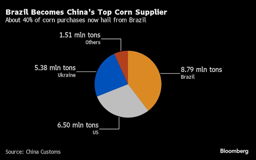 Brasil se convierte en el principal proveedor de maíz de China | Cerca del 40% de las compras de maíz proceden ahora de Brasil Brasil se convierte en el principal proveedor de maíz de China | Cerca del 40% de las compras de maíz proceden ahora de Brasil