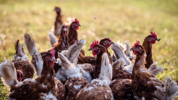 Centroamérica en alerta por gripe aviar tras primeros casos en México Centroamérica en alerta por gripe aviar tras primeros casos en México