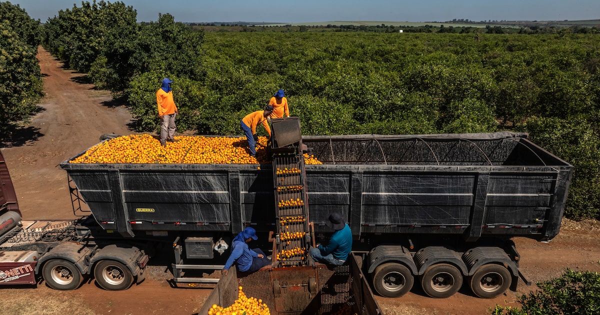 Materias Primas Agrícolas: Desempeño Dispar en Primer Semestre