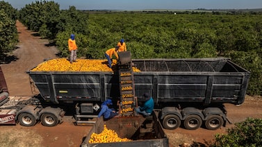 De soja a laranja: como foi o desempenho das commodities agrícolas no 1º semestre De soja a laranja: como foi o desempenho das commodities agrícolas no 1º semestre