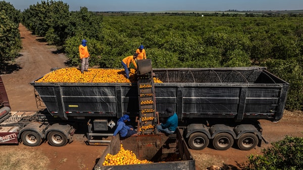 De la soja al jugo de naranja: por qué unas materias primas del agro subieron y otras cayeron De la soja al jugo de naranja: por qué unas materias primas del agro subieron y otras cayeron