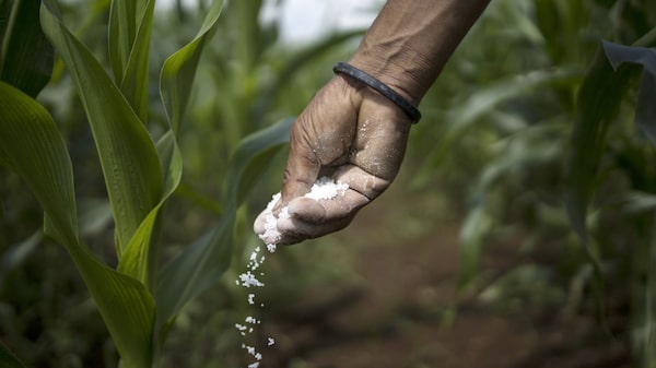 Startup argentina cria plataforma de previsões para o agro e mira crescer no Brasil Startup argentina cria plataforma de previsões para o agro e mira crescer no Brasil
