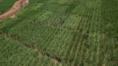 Açúcar brasileiro impulsiona oferta global e pressiona os preços em 2026 Açúcar brasileiro impulsiona oferta global e pressiona os preços em 2026