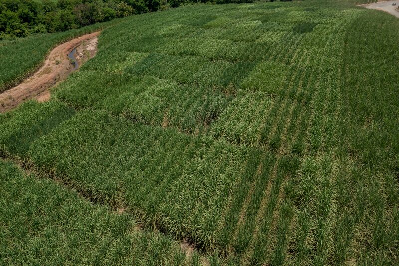 Plantação de cana de açúcar da Raízen Plantação de cana de açúcar da Raízen