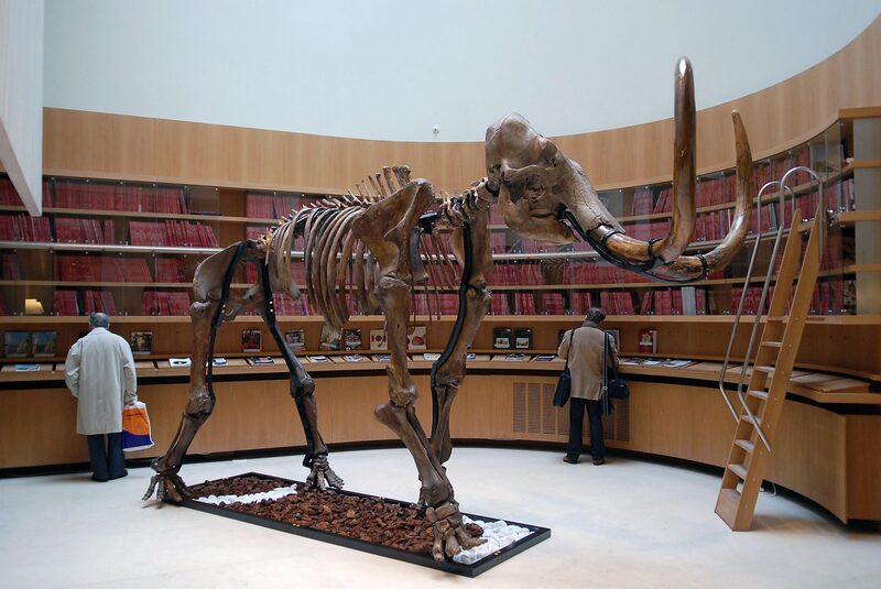 Una compañía australiana creó albóndigas del animal extinto Una compañía australiana creó albóndigas del animal extinto