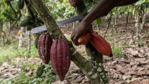 La catástrofe ambiental y social que esconde cada barra de chocolate La catástrofe ambiental y social que esconde cada barra de chocolate