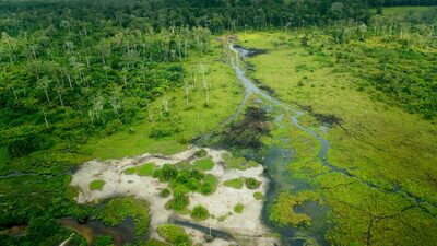 El mundo tiene 10 años para salvar la cuenca del Congo, el mayor sumidero de carbono tropical El mundo tiene 10 años para salvar la cuenca del Congo, el mayor sumidero de carbono tropical