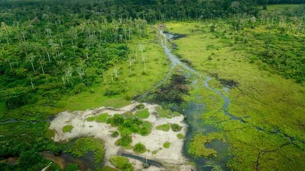 El mundo tiene 10 años para salvar la cuenca del Congo, el mayor sumidero de carbono tropical El mundo tiene 10 años para salvar la cuenca del Congo, el mayor sumidero de carbono tropical