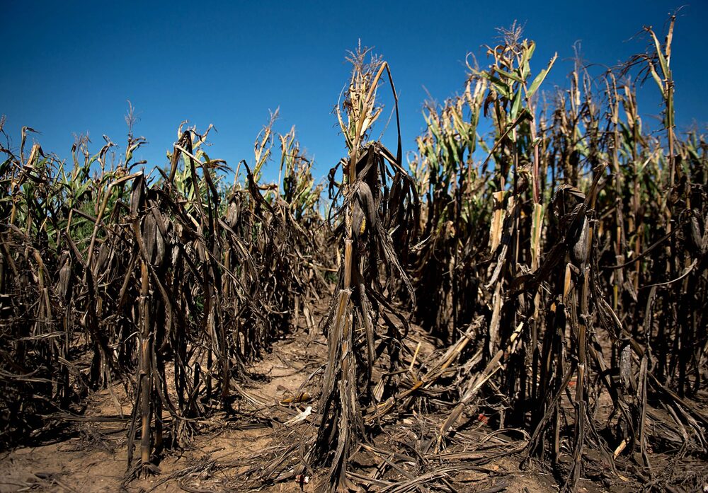 A seca foi o principal motivo para a quebra da safra no Brasil neste ano. As estimativas iniciais que apontavam para uma produção recorde, superior a 105 milhões de toneladas, indicam agora uma oferta inferior a 90 milhões de toneladas A seca foi o principal motivo para a quebra da safra no Brasil neste ano. As estimativas iniciais que apontavam para uma produção recorde, superior a 105 milhões de toneladas, indicam agora uma oferta inferior a 90 milhões de toneladas