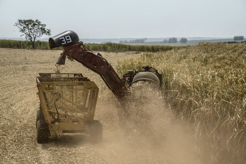 Brasil lidera la producción de alimentos en la región. La caña de azúcar es uno de sus principales productos agrícolas. Brasil lidera la producción de alimentos en la región. La caña de azúcar es uno de sus principales productos agrícolas.