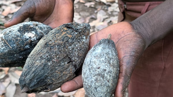 Como El Niño e pragas colocam em xeque a nova safra de cacau na África Ocidental Como El Niño e pragas colocam em xeque a nova safra de cacau na África Ocidental