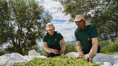 Do café premium para o azeite: Orfeu busca expandir nova frente de negócio em MG Do café premium para o azeite: Orfeu busca expandir nova frente de negócio em MG