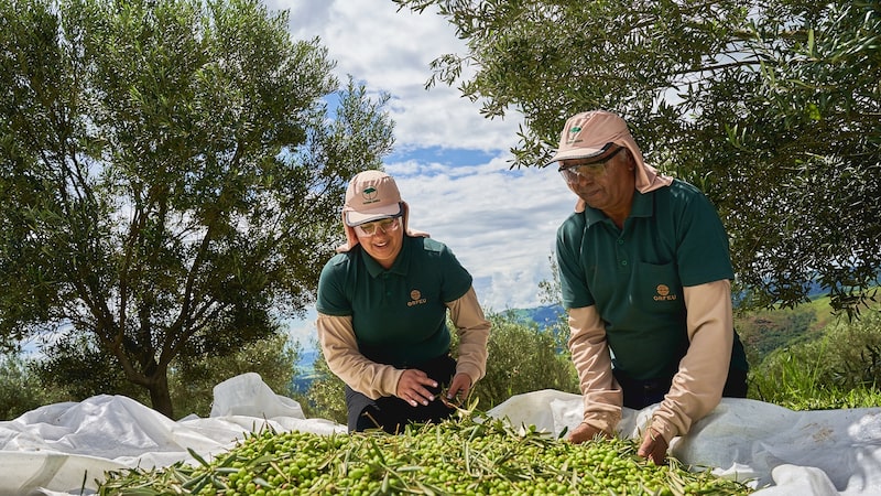 Do café premium para o azeite: Orfeu busca expandir nova frente de negócio em MG Do café premium para o azeite: Orfeu busca expandir nova frente de negócio em MG