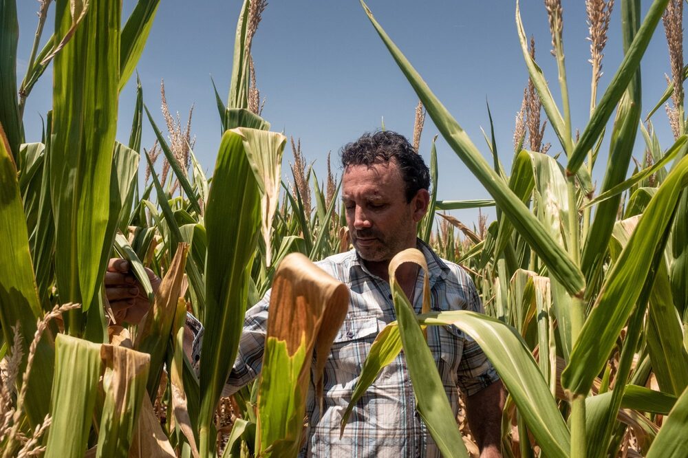 A farmer inspects ears of corn during a heat wave in Zarate, Buenos Aires province, Argentina, on Tuesday, Jan. 11, 2022. Argentinas key agriculture areas saw intense and prolonged heat, coupled with little or no rain, through Jan. 12. Photographer: Anita Pouchard Serra/Bloomberg A farmer inspects ears of corn during a heat wave in Zarate, Buenos Aires province, Argentina, on Tuesday, Jan. 11, 2022. Argentinas key agriculture areas saw intense and prolonged heat, coupled with little or no rain, through Jan. 12. Photographer: Anita Pouchard Serra/Bloomberg
