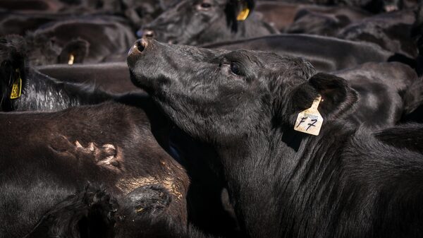 Futuros del ganado suben tras caso de gusano barrenador cerca de la frontera entre México y EE.UU. Futuros del ganado suben tras caso de gusano barrenador cerca de la frontera entre México y EE.UU.