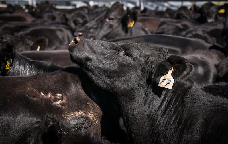 Gado de pelagem escura Gado de pelagem escura