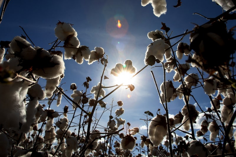 Cotton Cotton