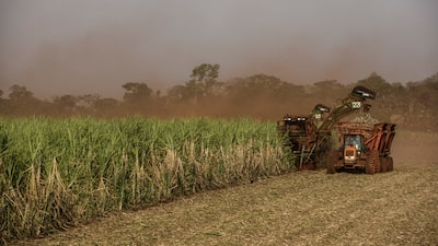 El azúcar sube por expectativas de una menor producción en Brasil El azúcar sube por expectativas de una menor producción en Brasil