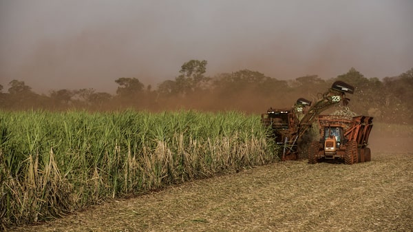 El azúcar sube por expectativas de una menor producción en Brasil El azúcar sube por expectativas de una menor producción en Brasil