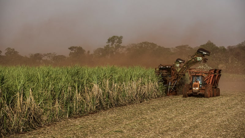 Chuvas do El Niño no Brasil ameaçam o início da próxima safra de açúcar Chuvas do El Niño no Brasil ameaçam o início da próxima safra de açúcar
