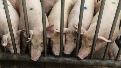 Criadores de suínos na China veem recuperação dos preços com redução do rebanho Criadores de suínos na China veem recuperação dos preços com redução do rebanho