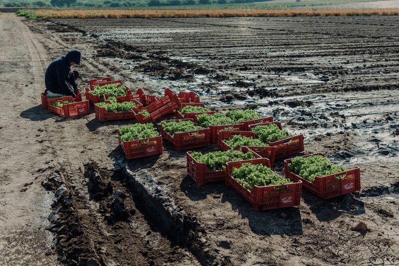A worker arranges lettuce on a farm in Guanajuato, Mexico, on Tuesday, May 18, 2021. Mexicos agricultural and fishing exports grew five percent year-on-year in March, totaling over US$2.1 billion according to data obtained by the Ministry of Agriculture and Rural Development of Mexico. Photographer: Mariceu Erthal/Bloomberg A worker arranges lettuce on a farm in Guanajuato, Mexico, on Tuesday, May 18, 2021. Mexicos agricultural and fishing exports grew five percent year-on-year in March, totaling over US$2.1 billion according to data obtained by the Ministry of Agriculture and Rural Development of Mexico. Photographer: Mariceu Erthal/Bloomberg