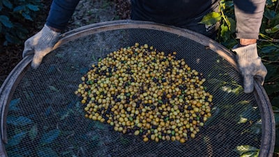 Café arábica alcanza su nivel más alto en dos meses por riesgo de mal tiempo en Brasil Café arábica alcanza su nivel más alto en dos meses por riesgo de mal tiempo en Brasil
