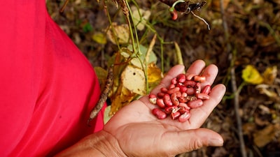 Pronósticos de sequía impulsan el interés por predicciones agrícolas con IA en Centroamérica Pronósticos de sequía impulsan el interés por predicciones agrícolas con IA en Centroamérica