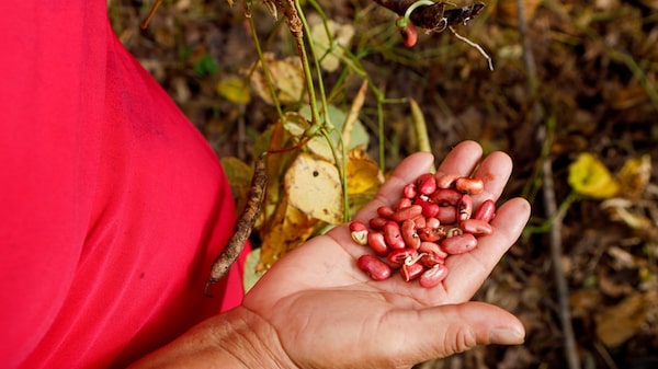 Pronósticos de sequía impulsan el interés por predicciones agrícolas con IA en Centroamérica Pronósticos de sequía impulsan el interés por predicciones agrícolas con IA en Centroamérica