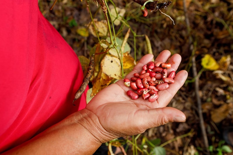 Producción de frijoles en El Salvador, el 20 de noviembre de 2024. Producción de frijoles en El Salvador, el 20 de noviembre de 2024.